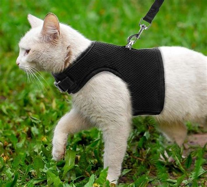 The 8 Best Escape-Proof Cat Harnesses
